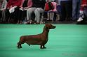 Crufts2011_2 1023